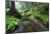 Ferns Growing on the Krinice River Banks, Kyov, Ceske Svycarsko, Czech Republic-Ruiz-Mounted Photographic Print