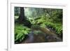 Ferns Growing on the Krinice River Banks, Kyov, Ceske Svycarsko, Czech Republic-Ruiz-Framed Photographic Print