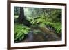 Ferns Growing on the Krinice River Banks, Kyov, Ceske Svycarsko, Czech Republic-Ruiz-Framed Photographic Print