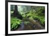 Ferns Growing on the Krinice River Banks, Kyov, Ceske Svycarsko, Czech Republic-Ruiz-Framed Photographic Print