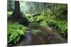 Ferns Growing on the Krinice River Banks, Kyov, Ceske Svycarsko, Czech Republic-Ruiz-Mounted Photographic Print