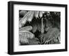 Ferns, Hawaii, 1980-Brett Weston-Framed Photographic Print