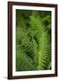 Ferns, Hoh Rain Forest, Olympic National Park, Washington, USA-Merrill Images-Framed Photographic Print