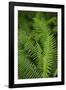 Ferns, Hoh Rain Forest, Olympic National Park, Washington, USA-Merrill Images-Framed Photographic Print