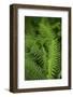 Ferns, Hoh Rain Forest, Olympic National Park, Washington, USA-Merrill Images-Framed Photographic Print