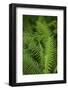 Ferns, Hoh Rain Forest, Olympic National Park, Washington, USA-Merrill Images-Framed Photographic Print