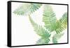 Ferns I Square-Chris Paschke-Framed Stretched Canvas