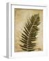 Ferns II-Patricia Pinto-Framed Art Print