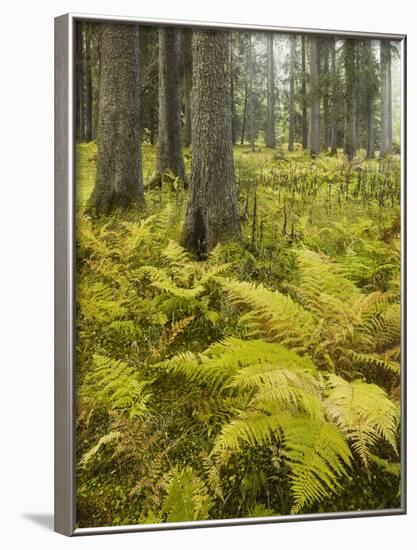 Ferns in a Coniferous Forest, Lechquellen Mountains, Vorarlberg, Austria-Rainer Mirau-Framed Photographic Print