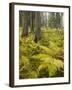 Ferns in a Coniferous Forest, Lechquellen Mountains, Vorarlberg, Austria-Rainer Mirau-Framed Photographic Print