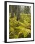 Ferns in a Coniferous Forest, Lechquellen Mountains, Vorarlberg, Austria-Rainer Mirau-Framed Photographic Print