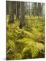 Ferns in a Coniferous Forest, Lechquellen Mountains, Vorarlberg, Austria-Rainer Mirau-Mounted Photographic Print