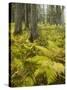 Ferns in a Coniferous Forest, Lechquellen Mountains, Vorarlberg, Austria-Rainer Mirau-Stretched Canvas