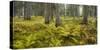 Ferns in a Coniferous Forest, Lechquellen Mountains, Vorarlberg, Austria-Rainer Mirau-Stretched Canvas