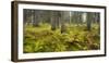 Ferns in a Coniferous Forest, Lechquellen Mountains, Vorarlberg, Austria-Rainer Mirau-Framed Photographic Print