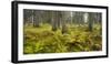 Ferns in a Coniferous Forest, Lechquellen Mountains, Vorarlberg, Austria-Rainer Mirau-Framed Photographic Print