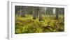 Ferns in a Coniferous Forest, Lechquellen Mountains, Vorarlberg, Austria-Rainer Mirau-Framed Photographic Print