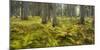 Ferns in a Coniferous Forest, Lechquellen Mountains, Vorarlberg, Austria-Rainer Mirau-Mounted Photographic Print