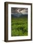 Ferns in a Valley, Pollino National Park, Basilicata, Italy, May 2009-Müller-Framed Photographic Print