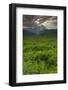 Ferns in a Valley, Pollino National Park, Basilicata, Italy, May 2009-Müller-Framed Photographic Print