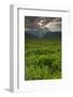 Ferns in a Valley, Pollino National Park, Basilicata, Italy, May 2009-Müller-Framed Photographic Print