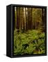 Ferns in Redwood Forest-Charles O'Rear-Framed Stretched Canvas