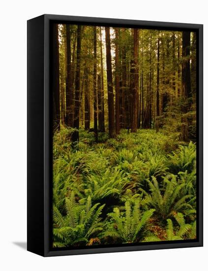 Ferns in Redwood Forest-Charles O'Rear-Framed Stretched Canvas