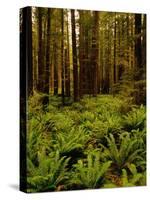 Ferns in Redwood Forest-Charles O'Rear-Stretched Canvas