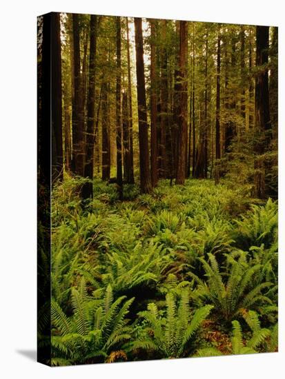 Ferns in Redwood Forest-Charles O'Rear-Stretched Canvas