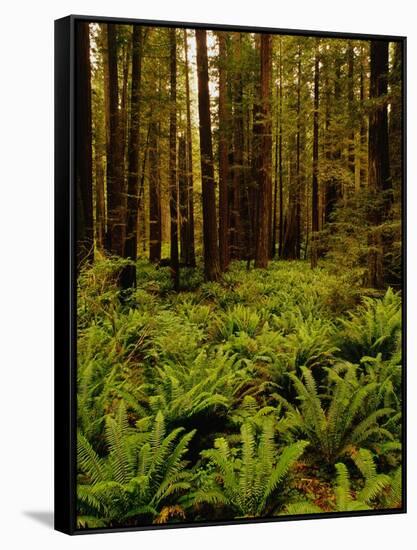 Ferns in Redwood Forest-Charles O'Rear-Framed Stretched Canvas