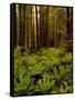 Ferns in Redwood Forest-Charles O'Rear-Framed Stretched Canvas