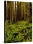 Ferns in Redwood Forest-Charles O'Rear-Stretched Canvas