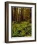 Ferns in Redwood Forest-Charles O'Rear-Framed Premium Photographic Print