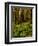 Ferns in Redwood Forest-Charles O'Rear-Framed Premium Photographic Print