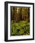 Ferns in Redwood Forest-Charles O'Rear-Framed Premium Photographic Print