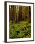 Ferns in Redwood Forest-Charles O'Rear-Framed Premium Photographic Print