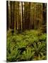 Ferns in Redwood Forest-Charles O'Rear-Mounted Premium Photographic Print