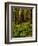 Ferns in Redwood Forest-Charles O'Rear-Framed Photographic Print