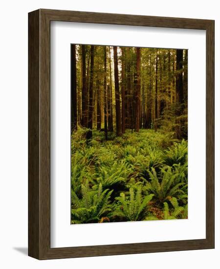 Ferns in Redwood Forest-Charles O'Rear-Framed Photographic Print