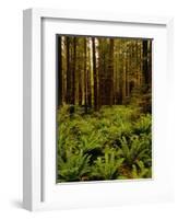 Ferns in Redwood Forest-Charles O'Rear-Framed Photographic Print