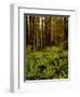 Ferns in Redwood Forest-Charles O'Rear-Framed Photographic Print