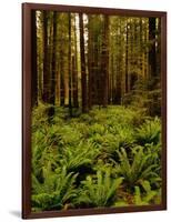 Ferns in Redwood Forest-Charles O'Rear-Framed Photographic Print