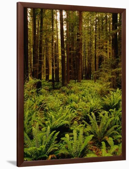 Ferns in Redwood Forest-Charles O'Rear-Framed Photographic Print