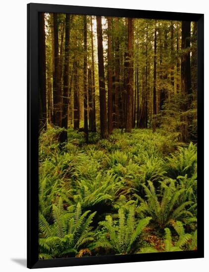 Ferns in Redwood Forest-Charles O'Rear-Framed Photographic Print