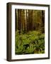 Ferns in Redwood Forest-Charles O'Rear-Framed Photographic Print