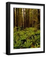 Ferns in Redwood Forest-Charles O'Rear-Framed Photographic Print