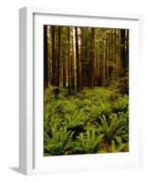 Ferns in Redwood Forest-Charles O'Rear-Framed Photographic Print