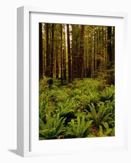 Ferns in Redwood Forest-Charles O'Rear-Framed Photographic Print