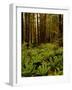 Ferns in Redwood Forest-Charles O'Rear-Framed Photographic Print