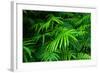 Ferns Leaves Green Foliage Tropical Background-SergWSQ-Framed Premium Photographic Print